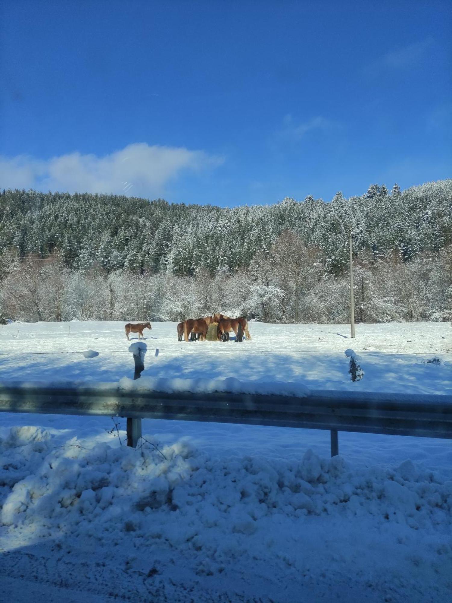 Villa Kalina Apartments Bansko Dış mekan fotoğraf